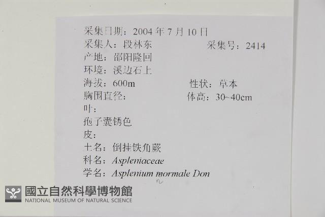 生芽鐵角蕨藏品圖，第2張