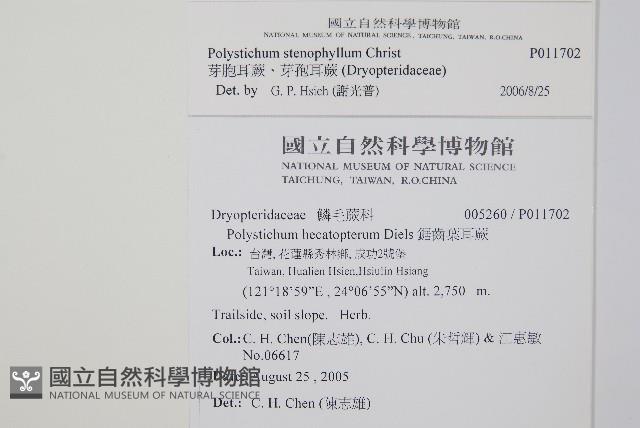 芽胞耳蕨、芽孢耳蕨藏品圖，第2張