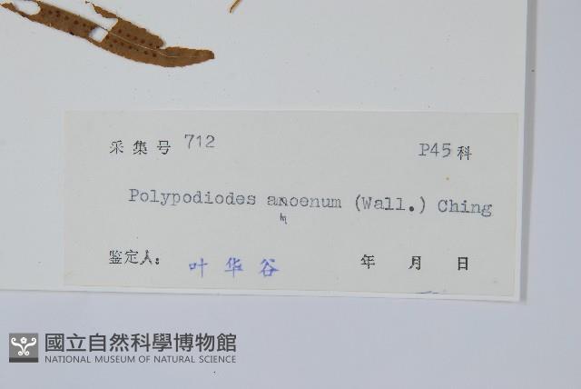 友水龍骨藏品圖，第2張