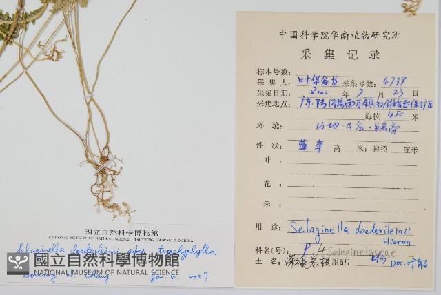 登錄號:P009002藏品圖，第2張