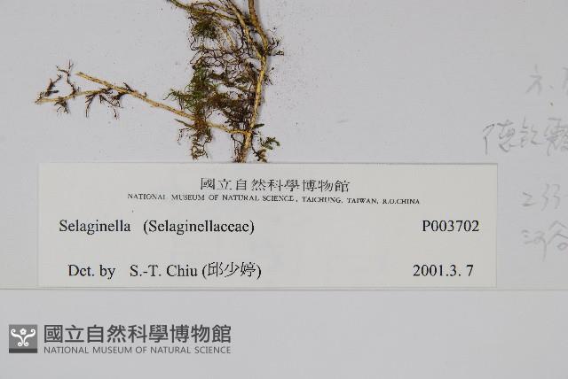 密葉卷柏藏品圖，第2張