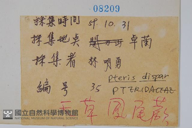 天草鳳尾蕨藏品圖，第2張