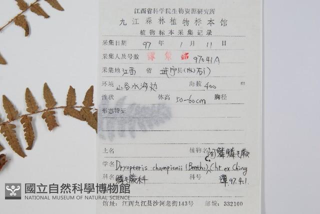 闊鱗鱗毛蕨藏品圖，第2張