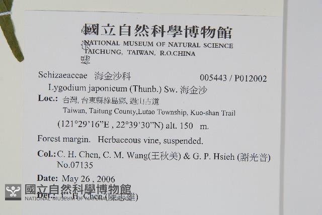 海金沙藏品圖，第2張