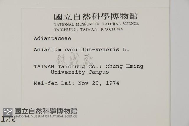 鐵線蕨藏品圖，第2張