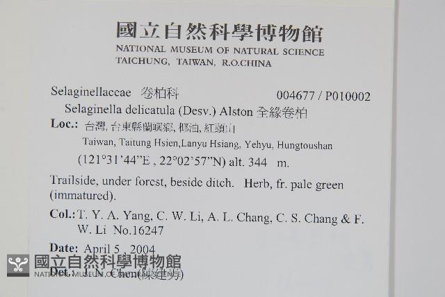 全緣卷柏藏品圖，第2張