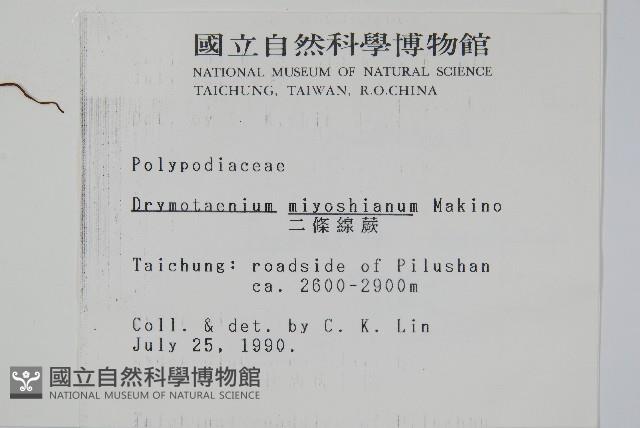 二條線蕨藏品圖，第2張