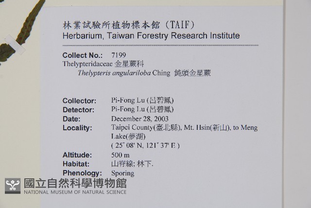鈍頭金星蕨藏品圖，第2張