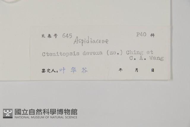 毛葉軸脈蕨藏品圖，第2張