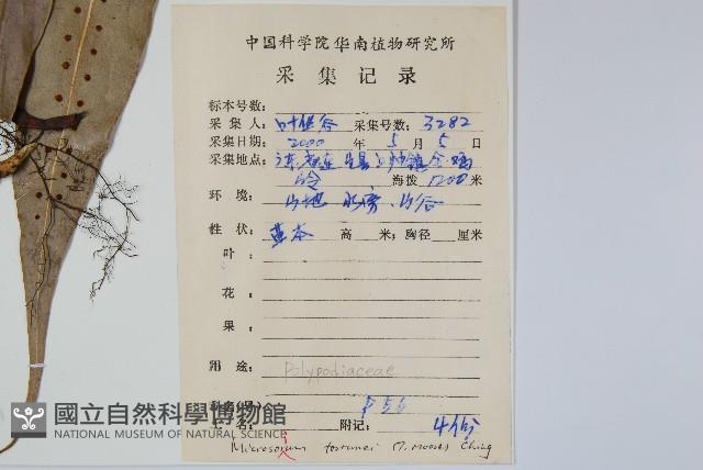 大星蕨藏品圖，第2張