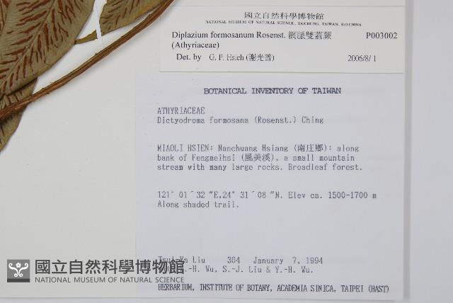 網脈雙蓋蕨藏品圖，第2張