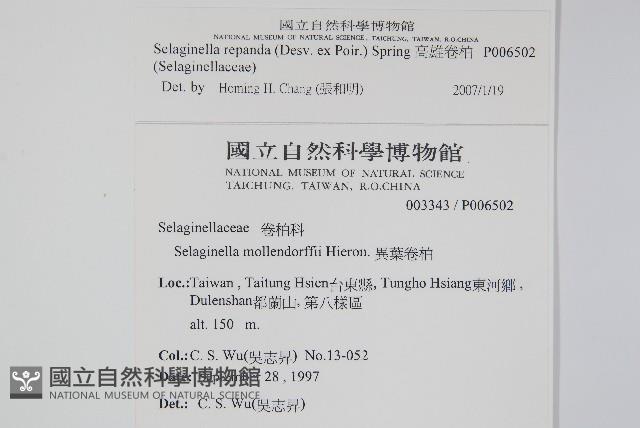高雄卷柏藏品圖，第2張
