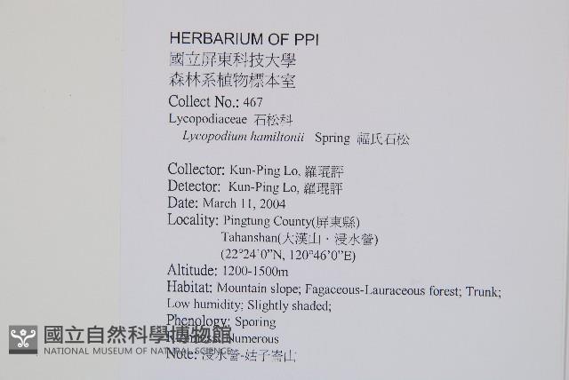 福氏石松藏品圖，第2張