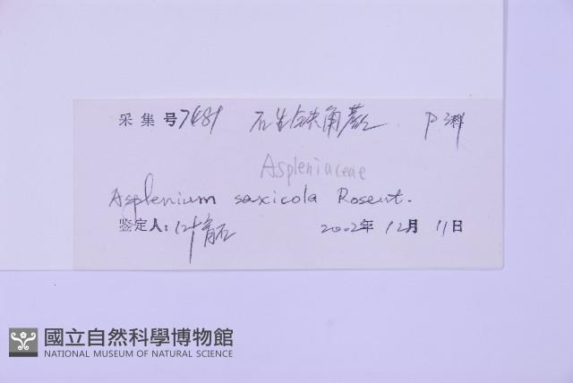 石生鐵角蕨藏品圖，第2張