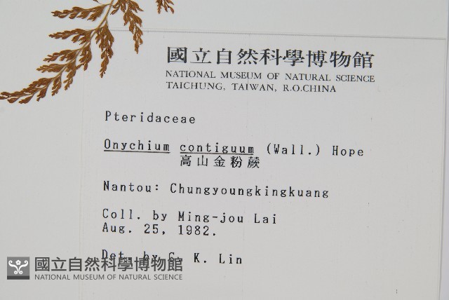 高山金粉蕨藏品圖，第2張
