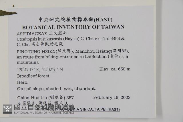 高士佛擬肋毛蕨藏品圖，第2張