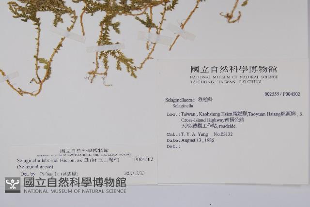 玉山卷柏藏品圖，第2張