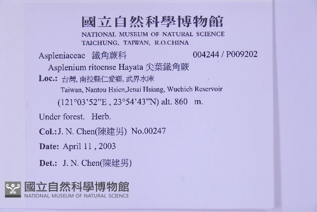 尖葉鐵角蕨藏品圖，第2張