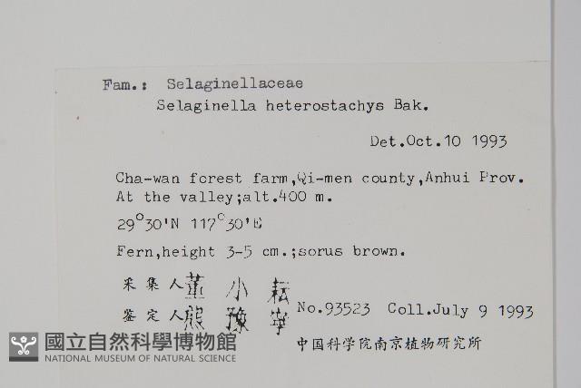 姬卷柏藏品圖，第2張