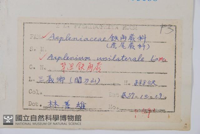 單邊鐵角蕨藏品圖，第2張