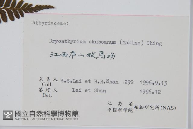 華中介蕨藏品圖，第2張