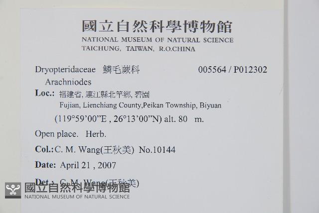 南海鱗毛蕨藏品圖，第2張