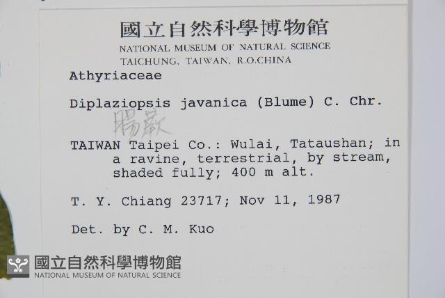 腸蕨藏品圖，第2張