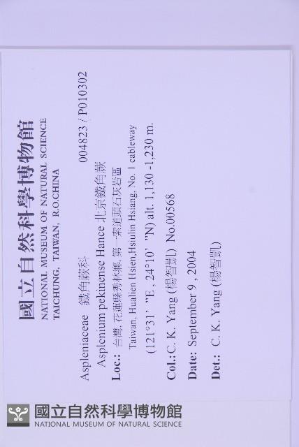 北京鐵角蕨藏品圖，第2張