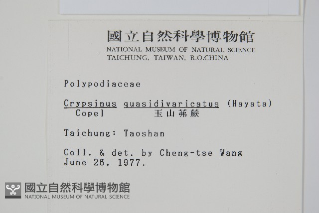 玉山茀蕨藏品圖，第2張