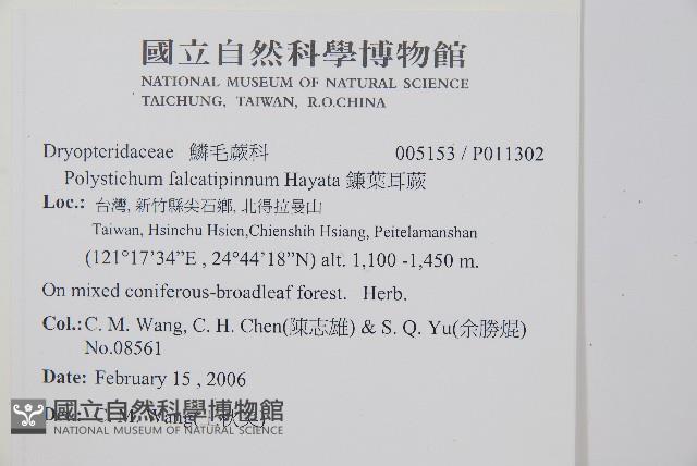 臺灣耳蕨藏品圖，第2張
