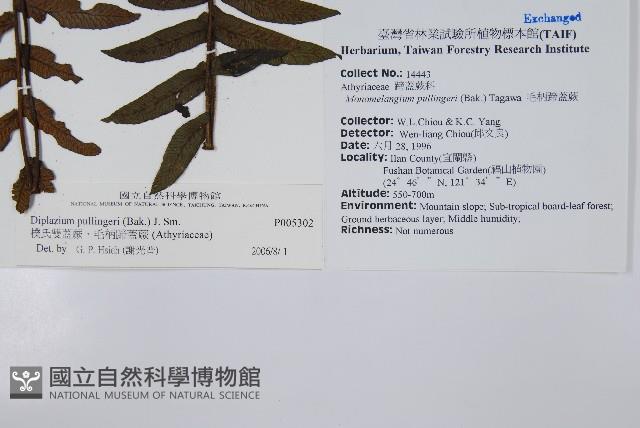 樸氏雙蓋蕨、毛柄蹄蓋蕨藏品圖，第2張