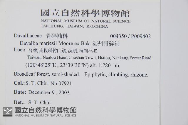 海州骨碎補藏品圖，第2張