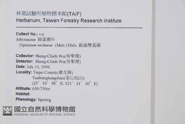 鋸齒雙蓋蕨、線葉雙蓋蕨、刺鱗雙蓋蕨藏品圖，第2張