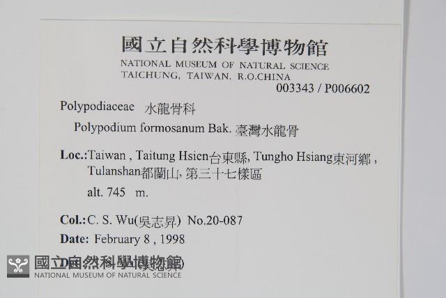 臺灣水龍骨藏品圖，第2張