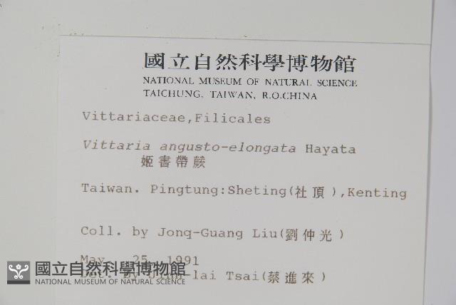 姬書帶蕨藏品圖，第2張