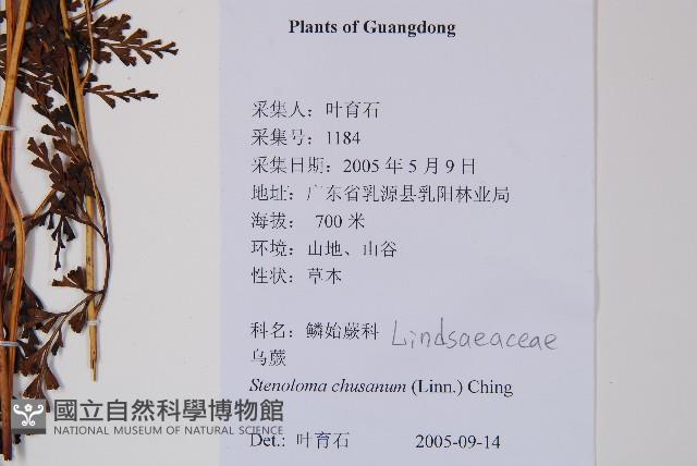 烏蕨藏品圖，第2張