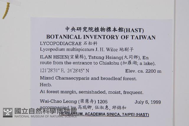 地刷子、多穗石松藏品圖，第2張