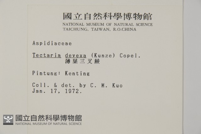 薄葉三叉蕨藏品圖，第2張
