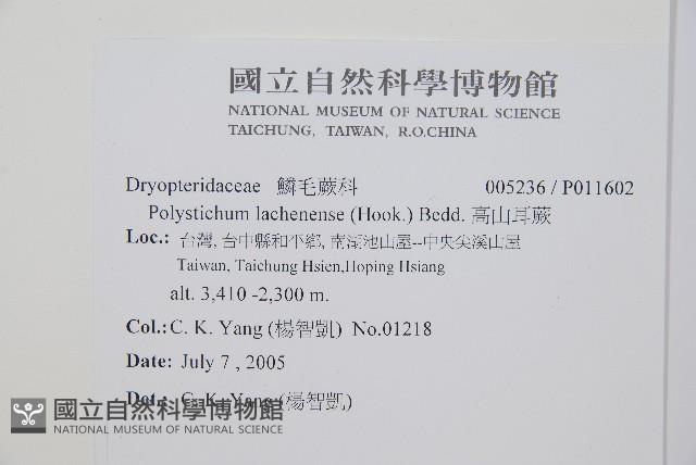 高山耳蕨藏品圖，第2張