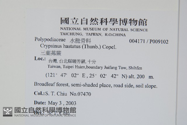 三葉茀蕨藏品圖，第2張