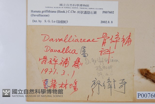 杯狀蓋陰石蕨藏品圖，第2張