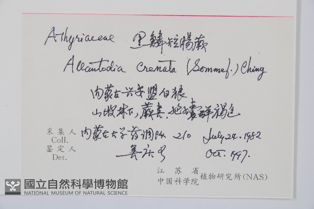 黑鱗短腸蕨藏品圖，第2張