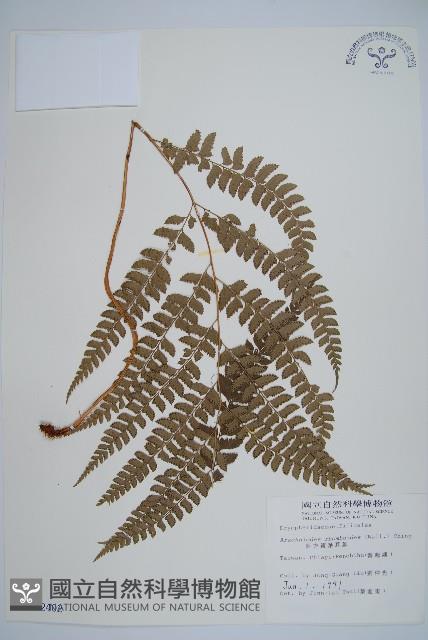 斜方複葉耳蕨藏品圖，第1張