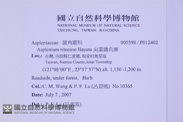 尖葉鐵角蕨藏品圖，第2張