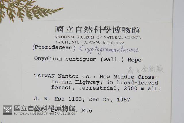 高山金粉蕨藏品圖，第2張