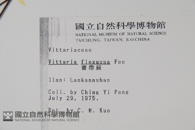 書帶蕨藏品圖，第2張