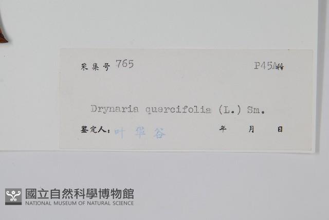 團葉槲蕨藏品圖，第2張