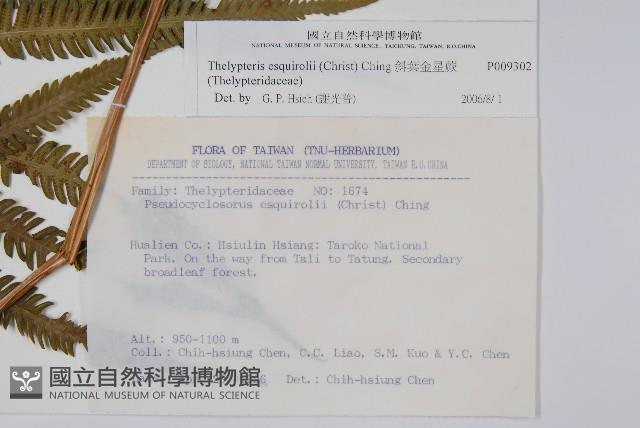 斜葉金星蕨藏品圖，第2張