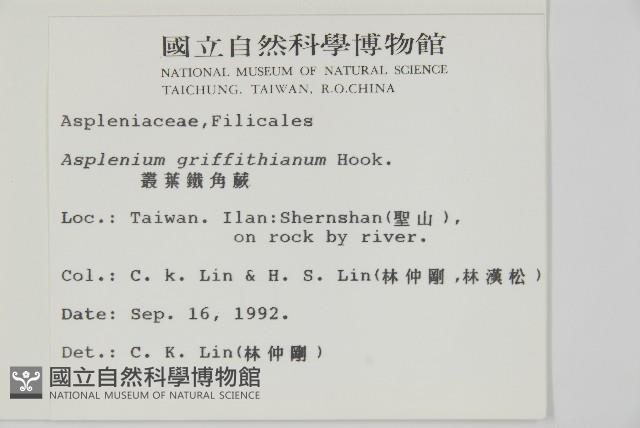 叢葉鐵角蕨藏品圖，第2張