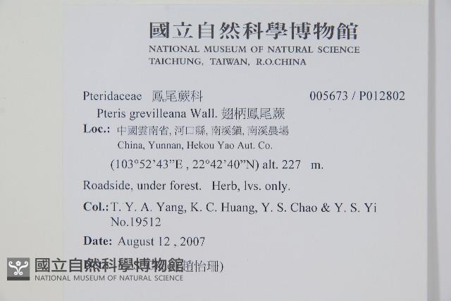 翅柄鳳尾蕨藏品圖，第2張